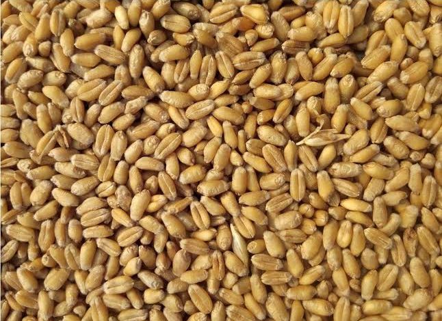 طريقة عمل البليلة القمح دون لبن