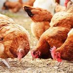 أسعار الدجاج في المحافظة المطروح