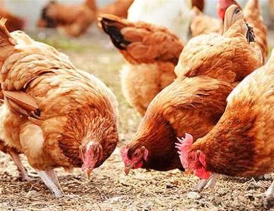 أسعار الدجاج في المحافظة المطروح