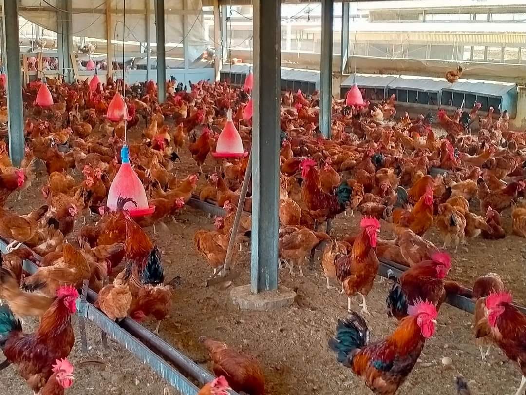 أسعار الدجاج في المحافظة المطروح